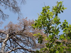 I boschi delle Alpi reagiscono sensibilmente al cambiamento del clima