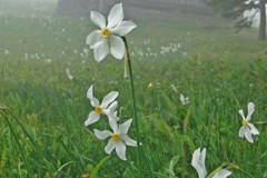 Protezione dei narcisi nelle Caravanche