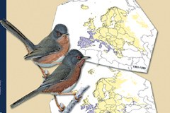 I cambiamenti climatici minacciano gli uccelli nidificanti nella regione alpina