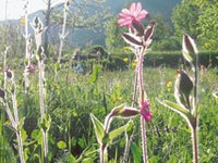 La chiave della varietà di specie alpine è nelle nostre mani