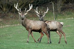 La Baviera programma nuovi ponti verdi per la fauna selvatica