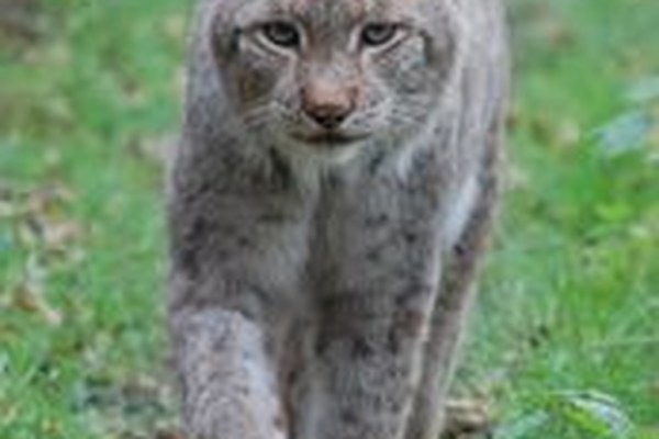 Grandi predatori: non ovunque benvenuti