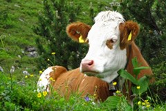 Vaccinazione volontaria contro la lingua blu