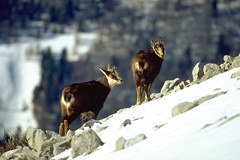 Nuova pubblicazione: Mountain Biodiversity and Climate Change