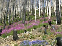 Nuova vita dopo l'incendio del bosco