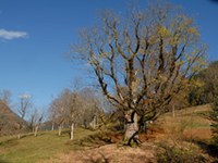 Berchtesgaden - Salisburgo: migliorare la rete ecologica delle grandi aree erbose