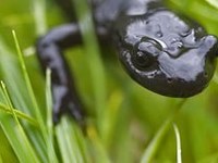 Cosa hanno in comune le Alpi Giulie/Sl e il Monte Salève/F?