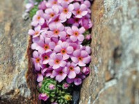 Biodiversità e cambiamenti climatici: intervenire o lasciar fare alla Natura?