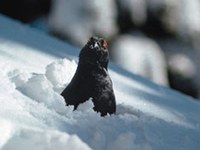 Attività ricreative causa di stress per i fagiani di monte