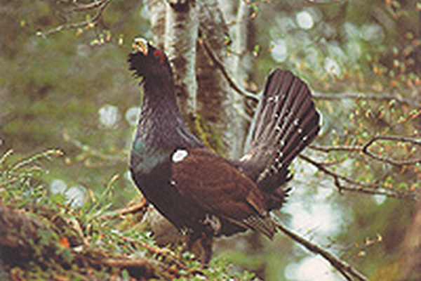 Da isole a reti ecologiche