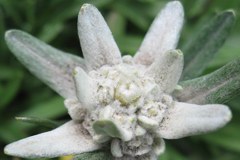 Alpi senza genziane e stelle alpine