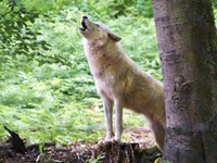 Il lupo ritorna nei suoi antichi territori nelle Alpi