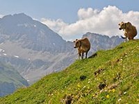 Diminuiscono i pascoli d'alpeggio
