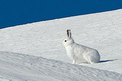 Biodiversità: lo stress lascia tracce nelle fatte delle lepri