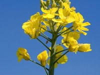 Ingegneria genetica: un pericoloso clandestino è giunto nelle Alpi