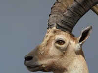 I cambiamenti climatici fanno bene allo stambecco?