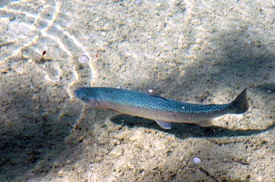 A secco molti fiumi alpini