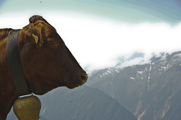 Alpeggi: affitti alle stelle e pascoli non utilizzati.