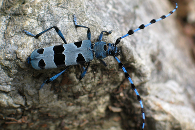 Elementari e a rischio