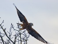 Fauna selvatica, cabiamento climatico e piombo