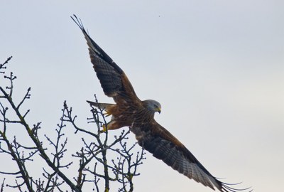 Fauna selvatica, cabiamento climatico e piombo