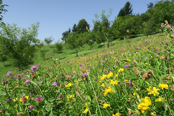Gli impollinatori: insostituibili per l’agricoltura