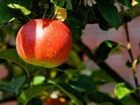 Impollinare i fiori di melo: chi farà il lavoro?