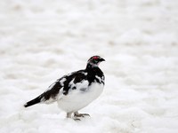 L’habitat si riduce, le rotte migratorie cambiano