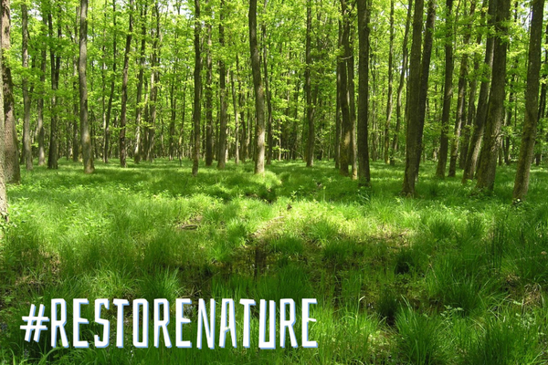 La legge europea sul ripristino della natura è a rischio?