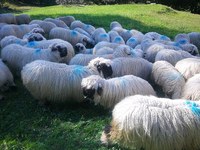 La Svizzera respinge la legge sulla caccia