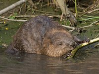 Le Alpi: ambiente naturale per lupi, linci e castori