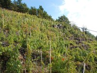 Nuove opportunità per i vigneti di montagna