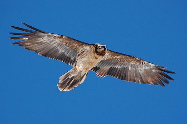 Nuovi nati in Francia, Austria e Italia
