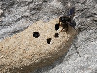 Paradisi dell’impollinazione per le api