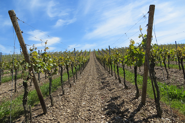Quando l’agricoltura di pianura colonizza la montagna