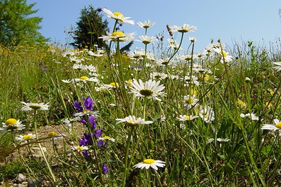 Quanto è efficiente la tutela della natura da parte dell’UE?