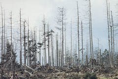 Varovalna funkcija gozdov po napadu podlubnikov