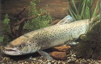 Ukrepi za varstvo Alpskega Rena in Bodenskega jezera