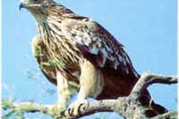 Partnersko sodelovanje med Alpami in Karpati