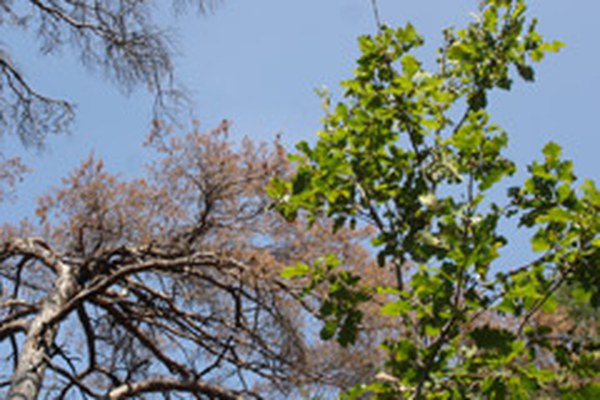 Alpski gozdovi so zelo občutljivi na podnebne spremembe