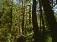 Francija: program za tisoč novih občinskih naprav za ogrevanje z lesno biomas