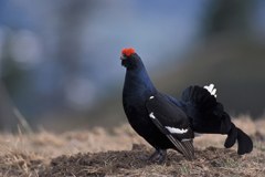 Zimski športi ogrožajo divje živali