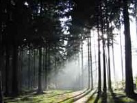 Mreže za izmenjavo znanja na gozdarskem področju