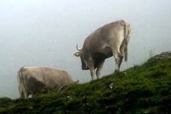 AgriMontana in AlpFUTUR