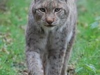 Velike zveri niso povsod dobrodošle