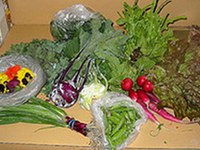 č e cveti pomlad, še ne pomeni, da mora cveteti tudi trg s pesticidi!