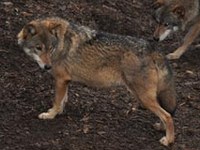 Alpska ekspedicija za ohranitev ekoloških omrežij