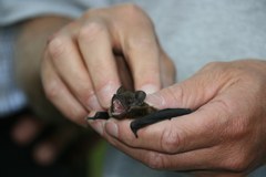 Dragoceni gost v kostanjevem gozdu : Omrežje obin "Povezanost v Alpah"