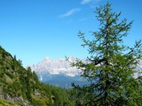 Podnebne spremembe: macesnovem zavijaču že primanjkuje macesnov