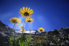 Podnebne spremembe so prizadele tudi rastline